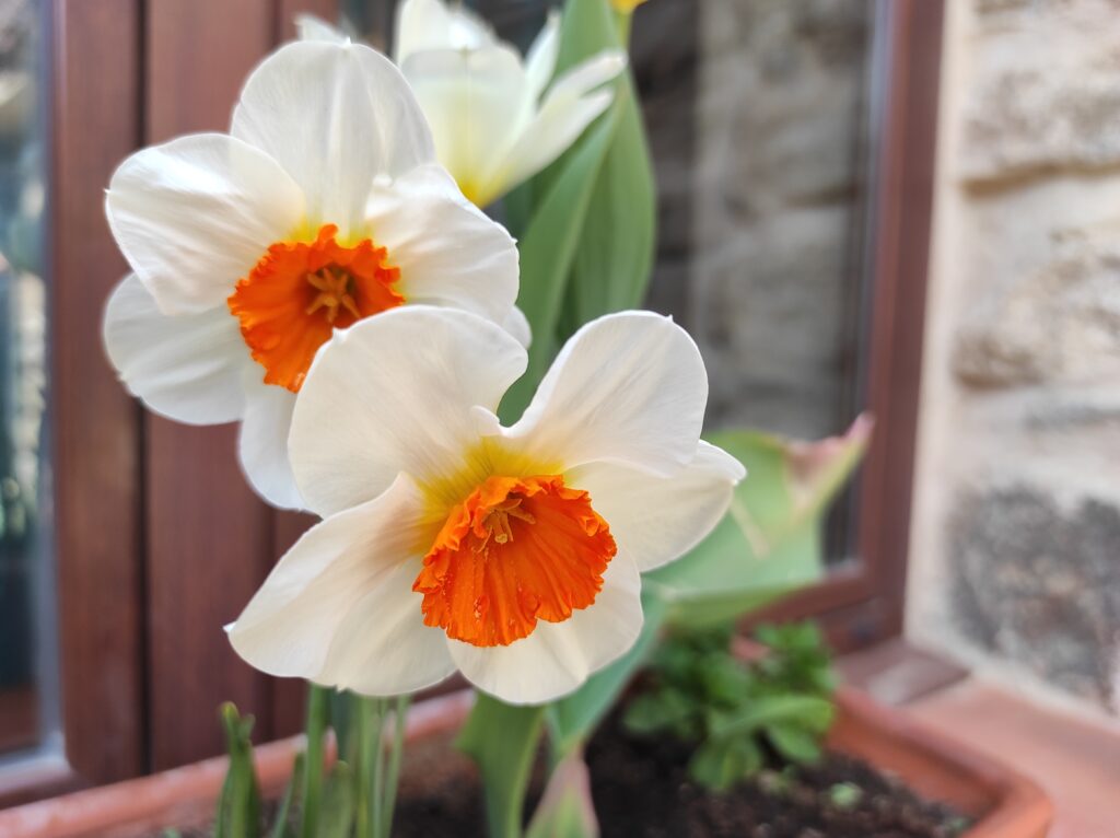 casa rural spa aravalle el colirrojo flores2 scaled