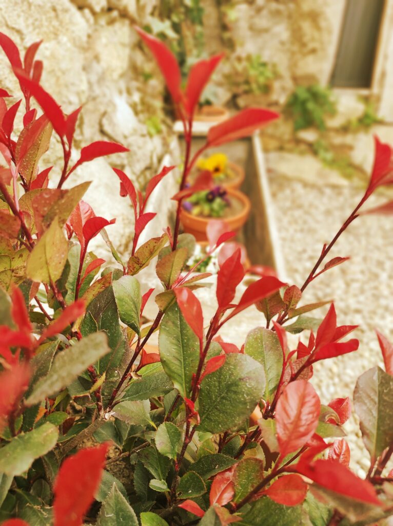 casa rural spa aravalle el naturalista enpatioplatas scaled